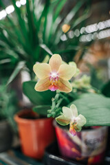 Flower show in the store. Yellow-pink orchid flower close-up.