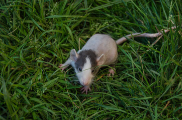 Rat in the grass