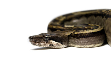 Boa Imperator on white background