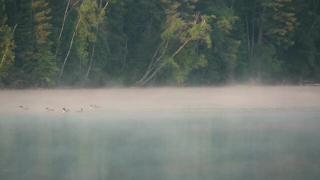 A few loons drift from right to left on a still lake surface while early morning mist drifts from left to right. The trees on the far shore are reflected in the still water.  