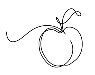 Drawing line apricot (peach, nectarine, plum) on the white  background. Vector