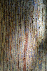 Close up of fuzzy tree bark