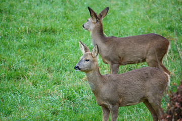 two wild roe deer (Capreolus capreolus) on Salisbury Plain chalklands Wiltshire UK