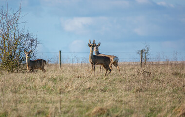 Naklejka na ściany i meble wild roe deer on Salisbury Plain chalklands Wiltshire UK