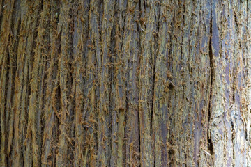 Close up of fuzzy tree bark