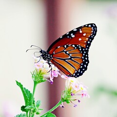 A Monarch butterfly perches on top of a yellow and magenta lantana flower to feed during migration.