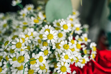 Flower show in the store. Bouquet of daisies close-up on a background of a rose.