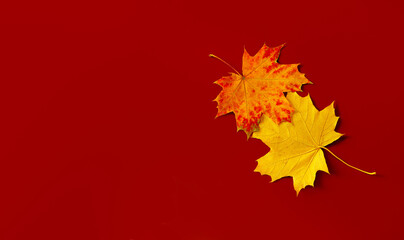 Top view minimalistic composition of autumn maple leaves on red background with copy space for fall season concept.