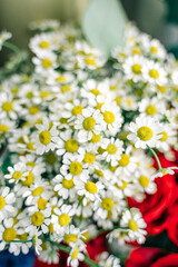 Flower show in the store. Bouquet of daisies close-up on a background of a rose.