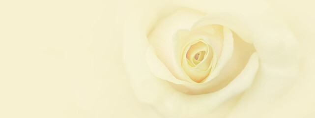 Beautiful flowers rose background