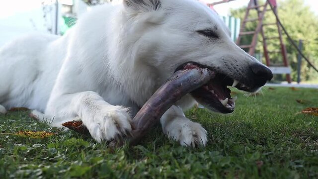Dog eating healthy raw meat diet with bones.