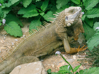 iguana in the zoo