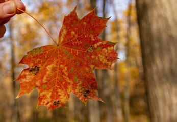 Autumn landscapes of the park, forests. Beautiful leaves. Colors of autumn. Yellow and red. The leaves are falling. Autumn forest, park.