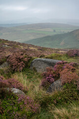 Beautiful vibrant English Peak District landscape of colorful heather during late Summer sunrise on Higger Tor