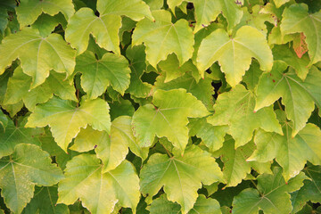 Wine leaves in a vineyard during the summer heat