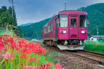 Obraz premium 彼岸花とローカル列車