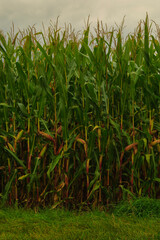 Cornfield just before harvest in autumn infront of grey clouds aquriculture