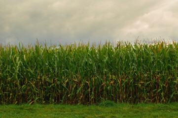 Cornfield just before harvest in autumn infront of grey clouds aquriculture