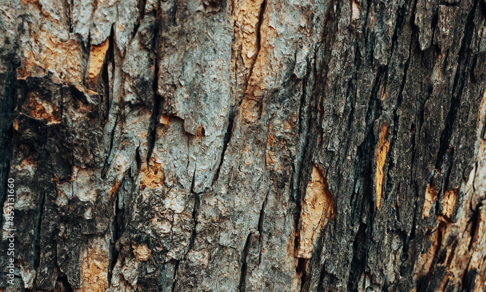 Poster horizontal photo of the texture of the bark of a tree. embossed texture of brown tree bark with crac