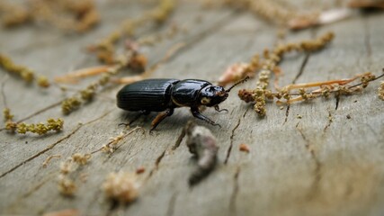 Beetle Crawling Across a Log, Patent Leather Beetle, Horned Passalus Beetle