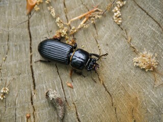 Beetle Crawling Across a Log, Patent Leather Beetle, Horned Passalus Beetle