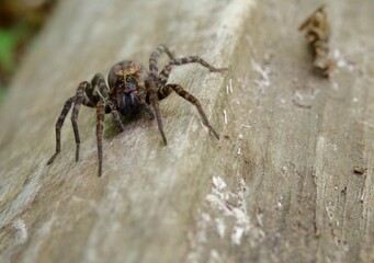 Brown Wolf Spider on a Log, Macro Close Up