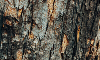 Horizontal photo of the texture of the bark of a tree. Embossed texture of brown tree bark with...