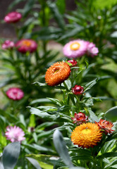 Australian spring garden with colorful native Everlasting Daisies, Xerochrysum bracteatum, family Asteraceae. Endemic to all Australian states and territories. Also known as Paper daisies