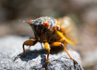 Large Periodical Cicada on a Rock, Brood X Cicada Close Up