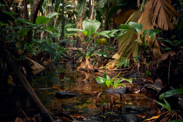 Stream in the middle of jungle. Tropical rainforest in Seychelles..