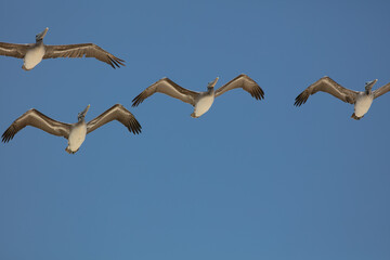 Brown Pelicans Flying over Pismo Beach California, on a Beautiful Day