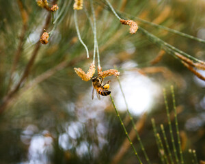 Bee on flower