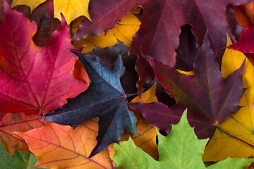 Wooden background with autumn colorful leaves. Autumn palette of colors