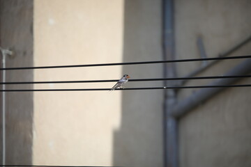 Hirondelle © Carlos