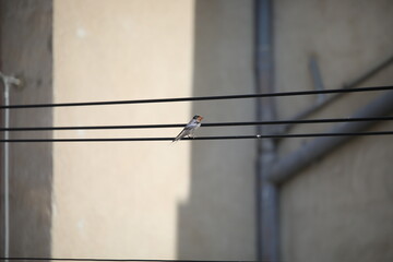 Hirondelle © Carlos