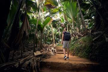 Young man with backpack discovering jungle. Traveler in tropical rainforest in Seychelles.. - obrazy, fototapety, plakaty