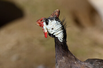 afrikanischer Hühnervogel