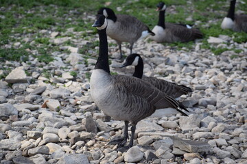 Kanadagänse am Rhein
