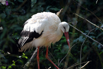 Storch, Storchenpaar
