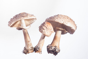 Parasol Mushroom Family