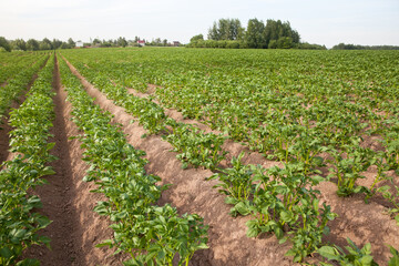 Fototapeta na wymiar Cultivation of potatoes in Russia. Landscape with agricultural fields in sunny weather. A field of potatoes in the countryside.