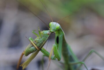 large green insect praying mantis holds a grasshopper and eats its head on nature on a gray...