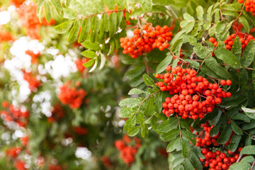 Rowan bunches on a branch. Ripe red berries. Wild berries on the tree.