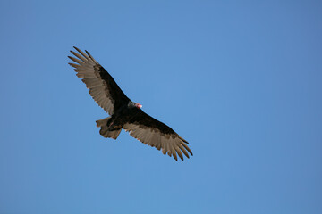 A Turkey Vulture Soaring Overhead with Wings Spread Wide and a Red Head