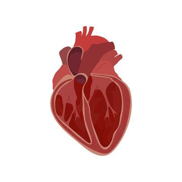 Internal inside structure of the heart. Pulmonary valve opened. Vector flat anatomy medical illustration.
