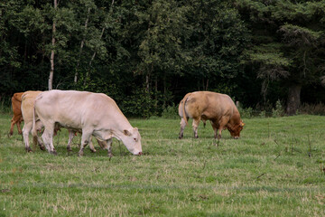 Cows in the field - Danish farm