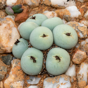 Dice or marble succulents in their natural environments amongst quartz gravel in the Knersvlakte, South Africa
