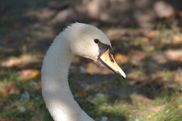 White swan walking in nature in the park