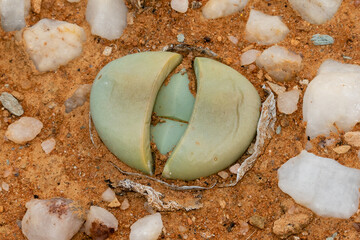baby bums plant in its natural environments amongst white quartz gravel in the Knersvlakte, South...