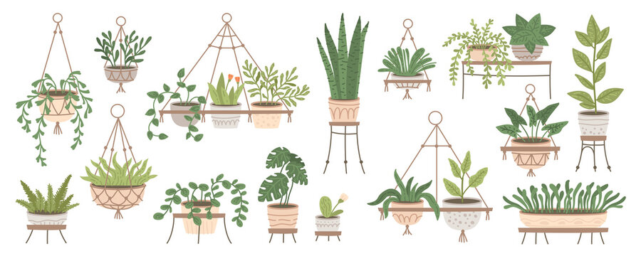 Set of plants in hanging pots. Houseplant hang on rope, decorative indoor plants, macrame flower pots, home potted plants vector illustration icons set. Flower in pots on stands. Home jungle